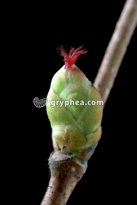 Noisetier (Corylus avellana) - fleur femelle - gryphea.com